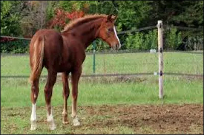 La prog&eacute;niture des chevaux est :