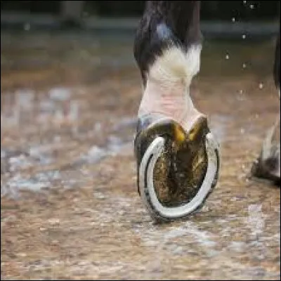 Les fers des chevaux servent &agrave; :
