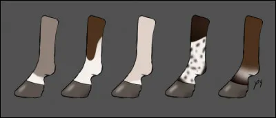 Parmi les balzanes de la liste ci-dessous, laquelle n'existe pas ?