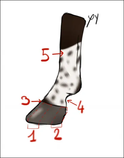 Comment appelle-t-on le numéro 3 du dessin ci-dessus ?