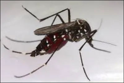 Aimes-tu les moustiques ?