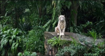 Si tu te retrouves perdu dans la jungle, que fais-tu ?