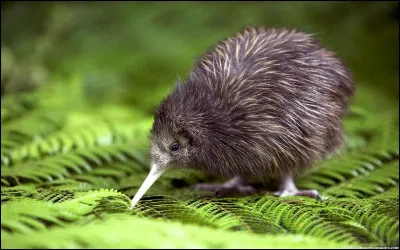 L'oiseau nocturne que nous apercevons ici se nomme Kiwi.