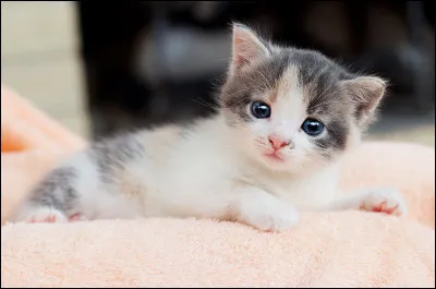 Dans un dictionnaire, le mot "chaton" se situe entre le mot "château" et "chavirer".