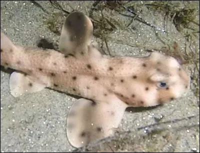C'est un requin dormeur cornu.
