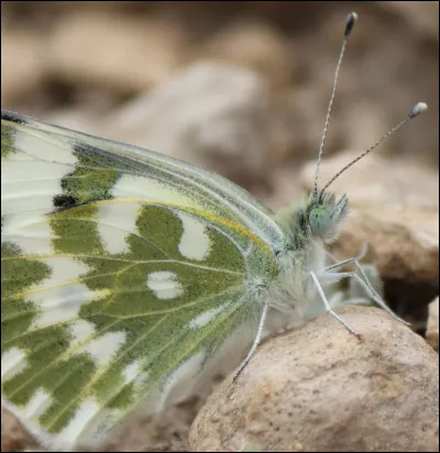 De quelle couleur sont les yeux du marbré-de-vert oriental ?