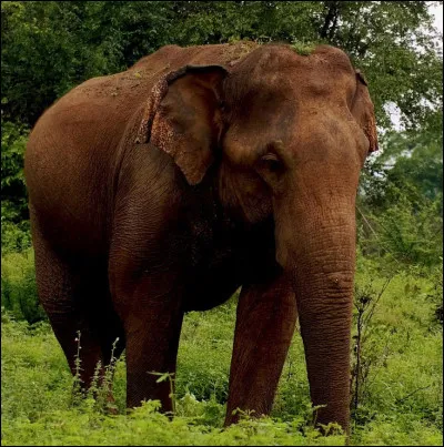 D'où vient cet éléphant ?