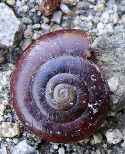 Cet escargot est en voie de disparition à Los Angeles.