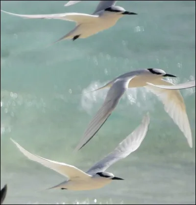 Comment s'appellent ces oiseaux ?