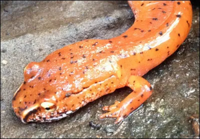 Quel est cet animal ?