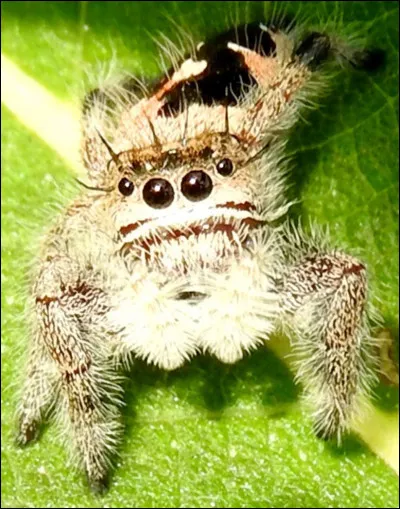 C'est une araignée...