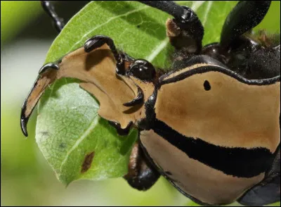 Où trouve-t-on la cétoine fruitière orange tachetée ?