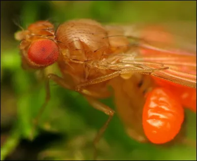 Cette mouche fait partie de la famille des Trombidiidae.