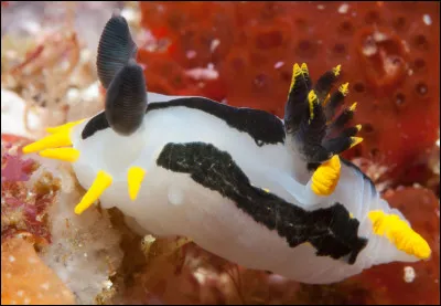 Quel est cet animal ?