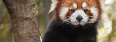 Quel est le cri du renard ?