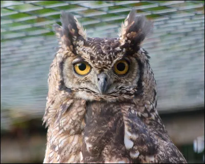 Quel animal hulule ?