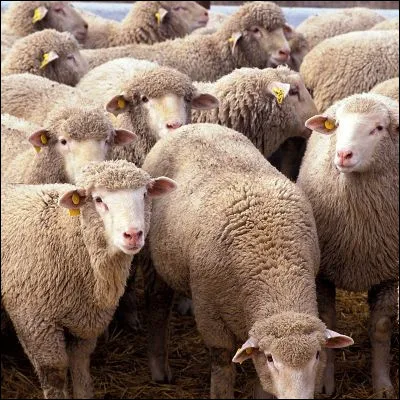 Lequel de ces fromages est fabriqu&eacute; &agrave; base de lait de brebis ?