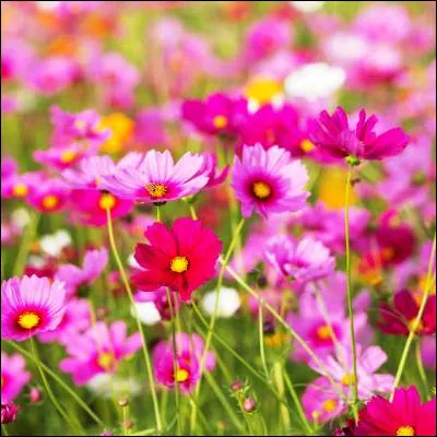 Quels &eacute;l&eacute;ments d'une fleur composent sa corolle ?