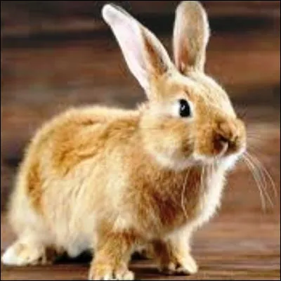 Quelle partie du corps peut souffrir d'un traumatisme appel&eacute; le coup du lapin ?