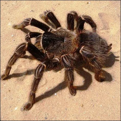 Selon une l&eacute;gende urbaine, quelle plante exotique d'ornement abriterait des mygales ?