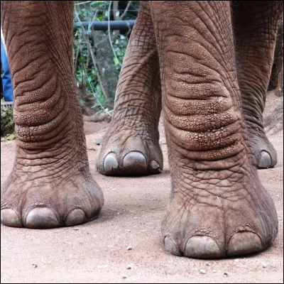 Lequel de ces animaux a huit pattes ?