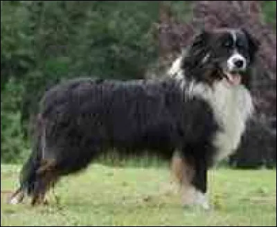 Quel caractère voudriez-vous que votre chien ait ?