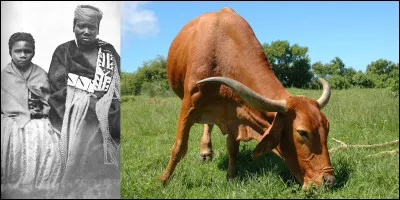 Insolite (suite) : 
Parfois, il vaut mieux se dire que les prédictions ne sont pas toutes bonnes à dire ! C'est ce que Nongqawuse a du penser après avoir fui ses opposants et après avoir vu la mort des  de son ethnie !
Que s'est-il passé ?