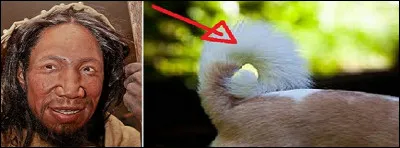 De quel genre d'animaux parle-t-on quand on emploie le mot dévoilé par le rébus ?