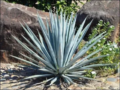 Quelle boisson alcoolis&eacute;e est produite &agrave; partir de l'Agave ?