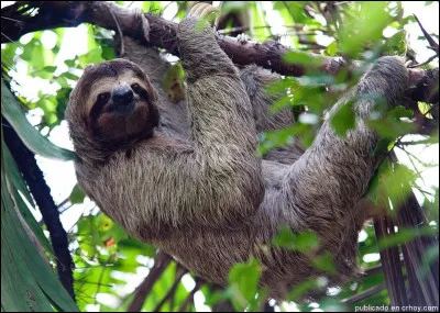 Le paresseux est un marsupial.