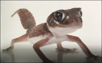 Comment s'appelle cet animal ?