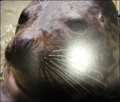 Comment s'appelle cet animal ?