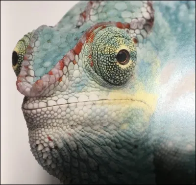 Comment s'appelle cet animal ?