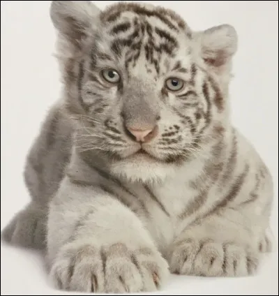 Comment s'appelle cet animal ?