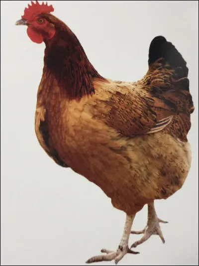 Comment s'appelle cet animal ?