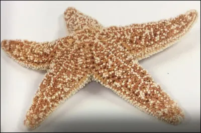 Comment s'appelle cet animal ?