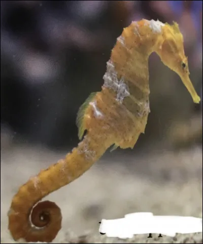 Comment s'appelle cet animal ?