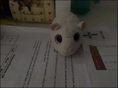 Quel est le nom de ce Beanie Boos ?