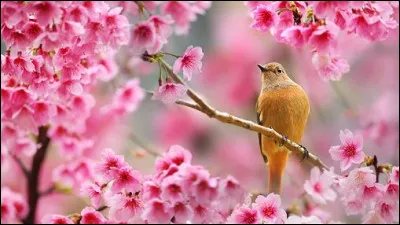 Quels sont les signes nés au printemps ?