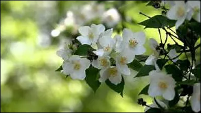 Quelle est cette fleur ?