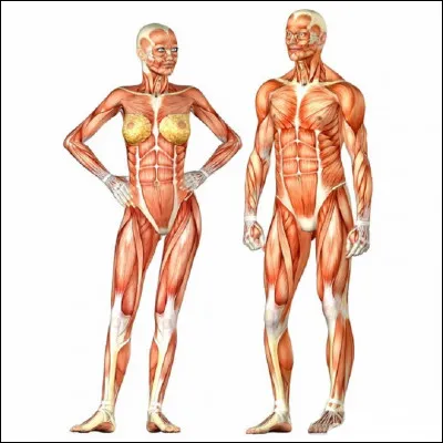 Où se situent les trompes de Fallope dans le corps humain ?