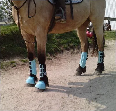 Sur les antérieurs de ce cheval, que voyons-nous ?