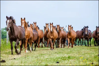 Quel animal préfères-tu ?
