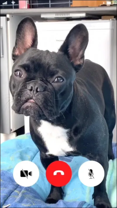 Comment sa chienne s'appelle-t-elle ?