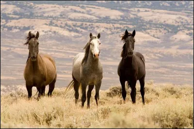 Où vivent ces magnifiques chevaux sauvages appelés Mustangs" ?
