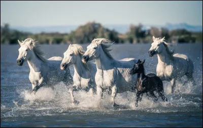 Les mustangs sont les plus connus des chevaux sauvages, mais il en existe d'autres, où vivent les chevaux en photo ?