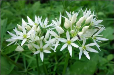 Mixée avec un peu de parmesan, et macérée dans de l'huile d'olive, cette plante sauvage sera un régal à déguster à l'apéritif !