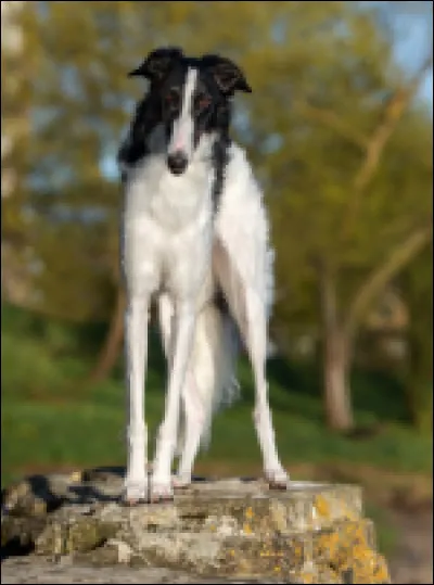 Quelle est la race de ce chien ?
