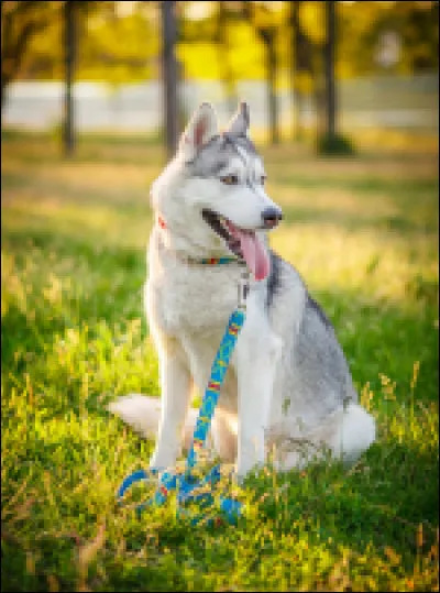 Quelle est la race de ce chien ?