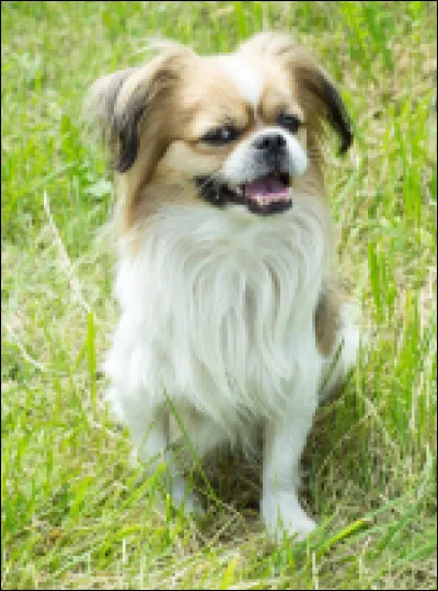 Quelle est la race de ce chien ?